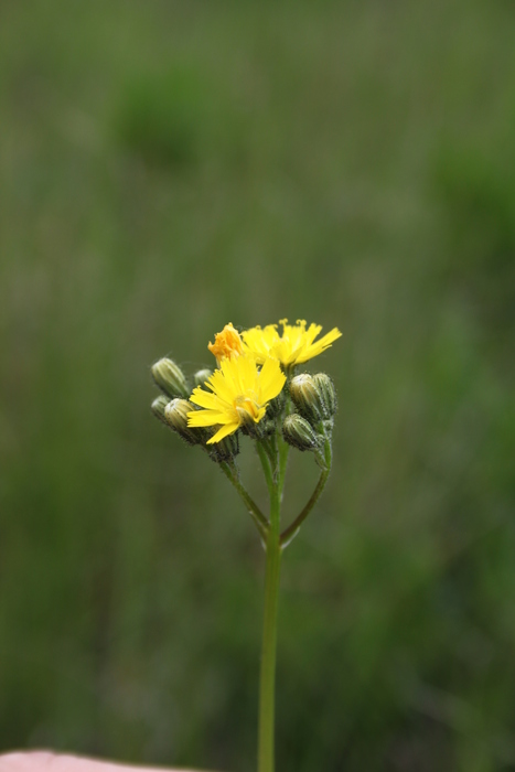 Ausläufer-Habichtskraut (Hieracium bauhinii) - © Philipp Sengl Ausläufer-Habichtskraut (Hieracium bauhinii) - © Philipp Sengl